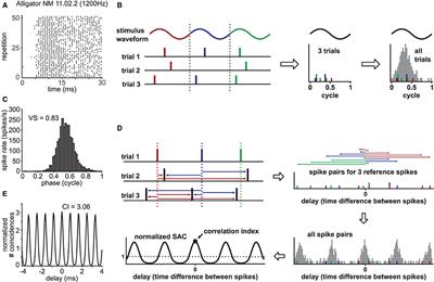 Theoretical Relationship Between Two Measures of Spike Synchrony: Correlation Index and Vector Strength